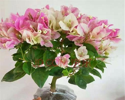 红心樱花三角梅——缤纷夏日的花海（勤花不负花开，亚热带风情醉人心）