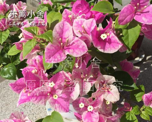 红心樱花三角梅——缤纷夏日的花海（勤花不负花开，亚热带风情醉人心）