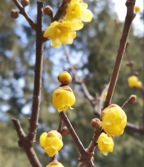 揭秘腊梅的花瓣色彩（从浅到深，探究腊梅花的花瓣颜色变化）