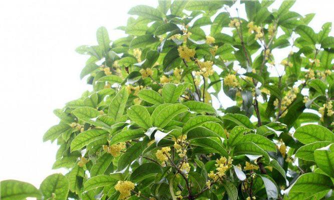 如何种植桂花树（桂花树的生长条件、选购和种植步骤）