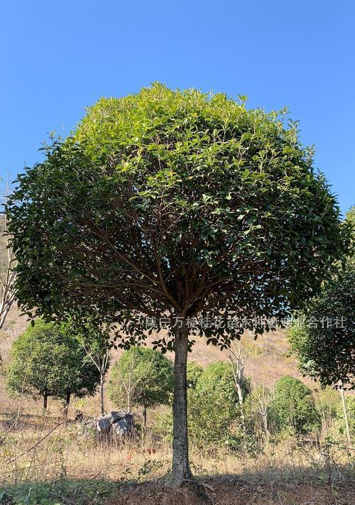 如何成功种植和栽培桂花（掌握关键技术，让您的园林充满香气）