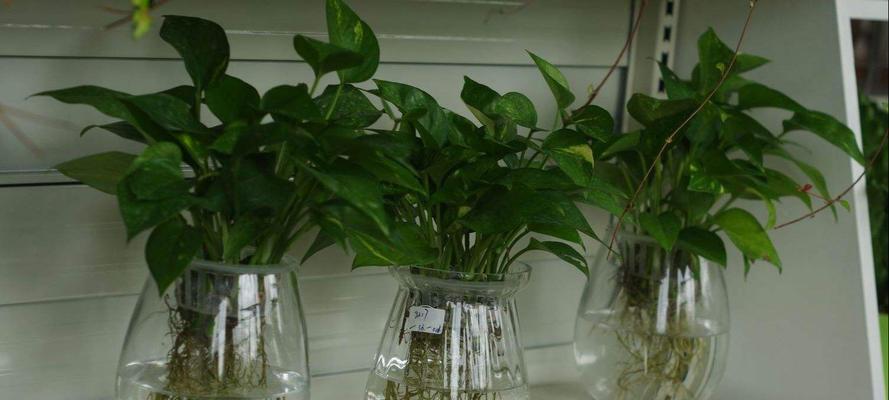 绿萝养殖指南——打造茂盛的绿色植物世界（如何让绿萝生长得更茂盛？）