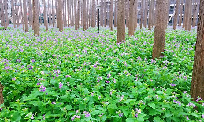 二月兰花籽种植全攻略（从选种到养护，让你成功种出二月兰）