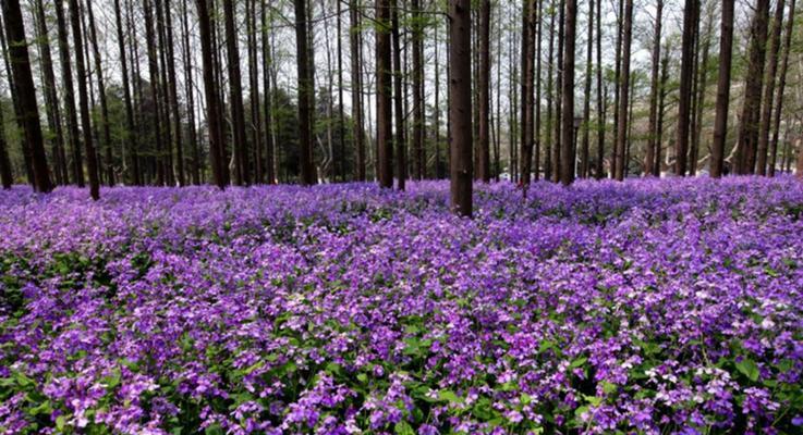 二月兰花籽种植全攻略（从选种到养护，让你成功种出二月兰）