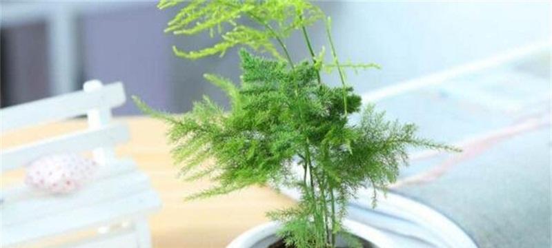 水培文竹的养殖方法（水中清新、环保无污染的盆栽方式）