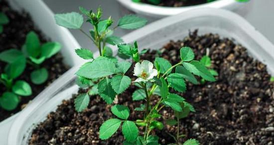 玫瑰花的种植方法与技巧（打造美丽园林，从玫瑰开始）