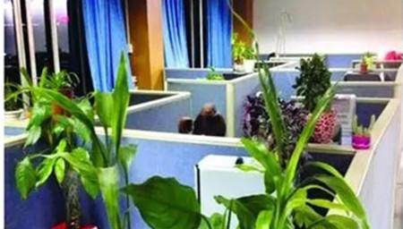 办公室植物装饰（绿色环保，呼吸更清新；美观大方，助力工作）