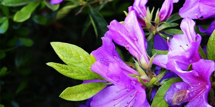 杜鹃花开花次数的奥秘（探寻杜鹃花的开花规律及影响因素）