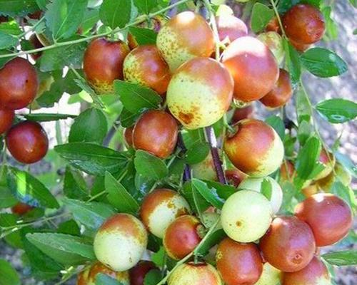 枣树的最佳种植时间（选择合适的季节和气候条件种植枣树）
