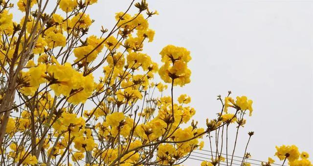 黄花风铃木的花期（美不胜收的花海，绽放黄花风铃木）