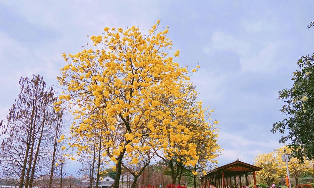 黄花风铃木的花期（美不胜收的花海，绽放黄花风铃木）