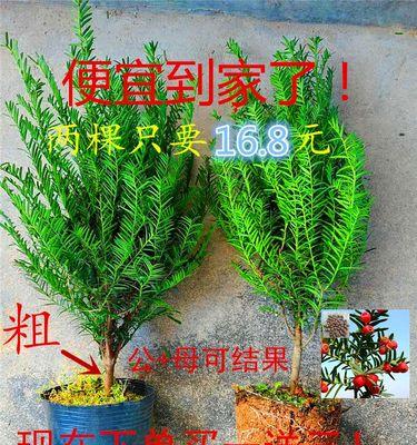 红豆杉盆景的制作技巧（打造一盆优美精致的红豆杉盆景）