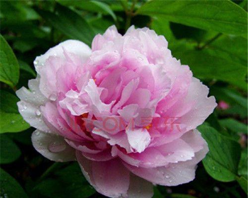牡丹花开花时间详解（了解牡丹花的开花季节，探究牡丹花的生长规律）