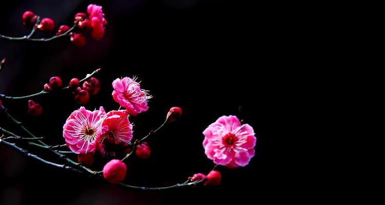 红梅花的开放时间（寒冬枝头的火焰一般/探究红梅花的开放规律）