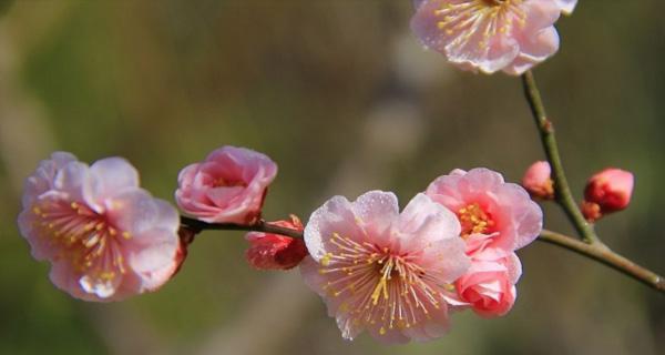 梅花开放的季节（探寻梅花开放的时间和条件）