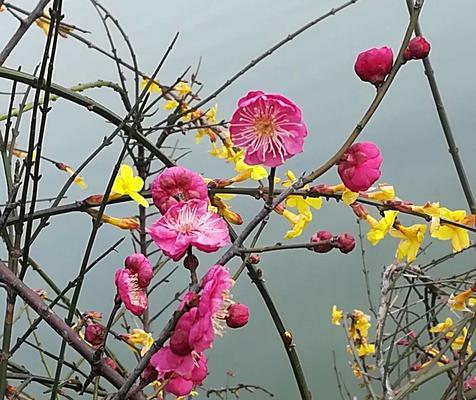 梅花开放的季节（探寻梅花开放的时间和条件）