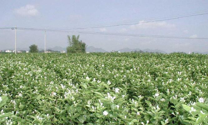 茉莉花栽培养护指南（打造芬芳的花园，从茉莉花开始）