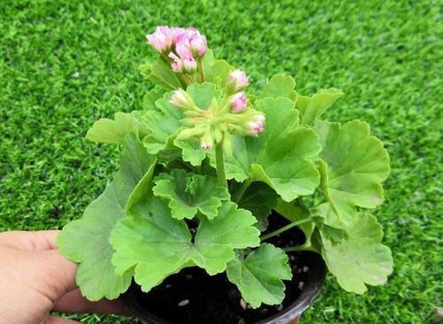 大花天竺葵的养殖技巧（了解大花天竺葵的品种和适宜环境，让您轻松打造美丽花园）