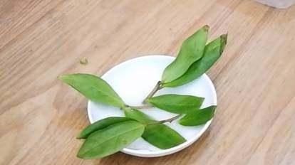 如何固定金钱树成型？（让您的金钱树在风中不再摇摆！）