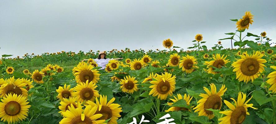 向阳花的寓意（探寻向阳花背后的深刻含义）