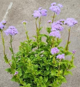 美洲茶的适宜种植条件（从土壤到气候，了解美洲茶的生长之道）