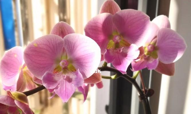 蝴蝶兰——阳光直射的适宜植物（这种优美的植物需要阳光照耀，你知道吗？）