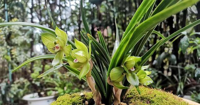 兰花种植全攻略（轻松掌握兰花种植技巧，让你成为兰花专家）