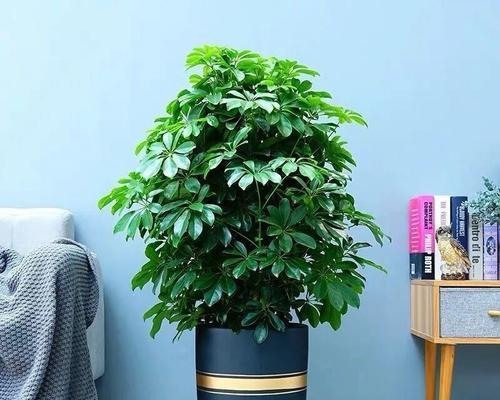 室内绿色空间——不需要阳光的植物（打造舒适宜人的室内环境，这些植物可不能错过！）
