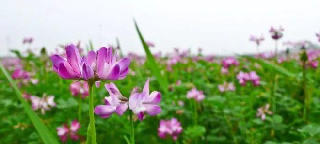 紫云英的种植方法详解（打造美丽花园的秘诀，紫云英种植技巧大揭秘！）