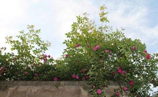 蔷薇种植技巧详解（学习种植蔷薇，让你的花园更美丽）