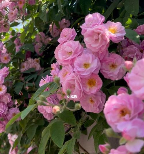 蔷薇种植技巧详解（学习种植蔷薇，让你的花园更美丽）
