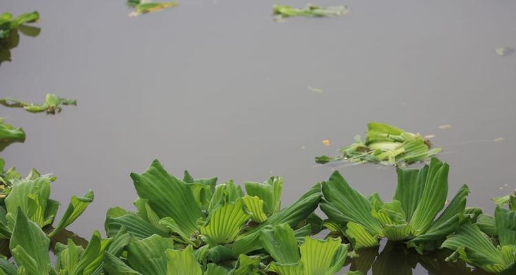 水生花卉——水中的花园（探寻水生花卉的魅力与养护技巧）