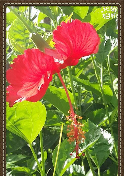 盛夏花海，缤纷绽放（夏日花卉的色彩与芬芳）