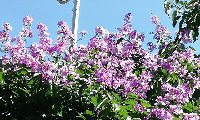 盛夏花海，缤纷绽放（夏日花卉的色彩与芬芳）