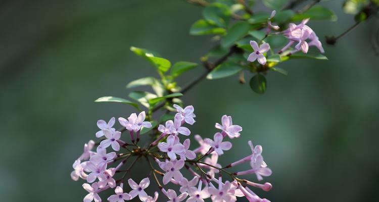 丁香花颜色的奥秘（探索丁香花的丰富色彩）