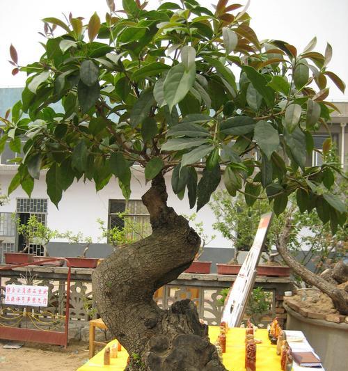 盆栽桂花养殖技巧详解（打造家庭芳香桂花花园，）