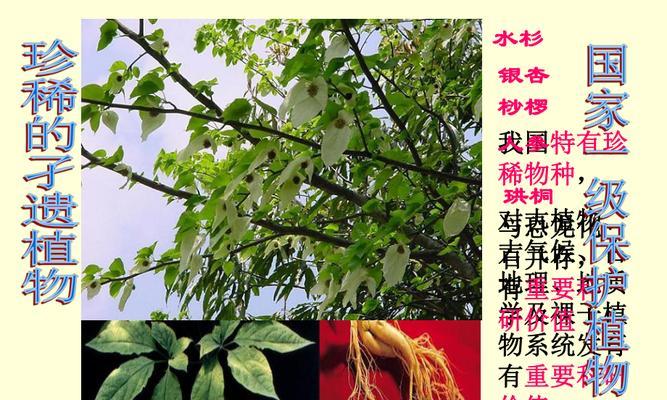探寻中国珍稀植物宝库（保护生态环境共建美丽家园）
