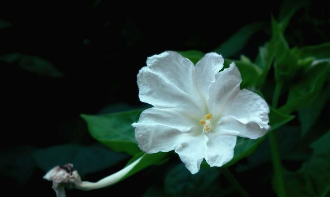 夜来香开花的奥秘（探寻夜来香开花的时间与季节）