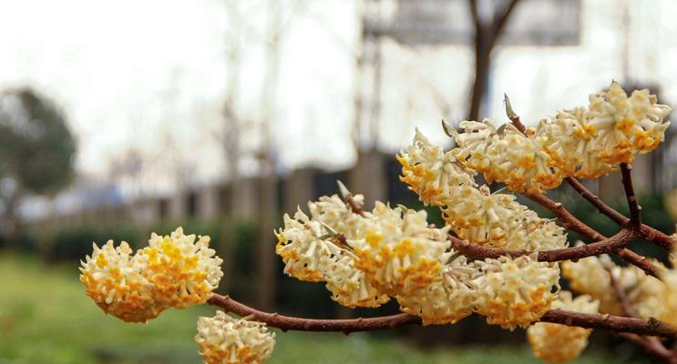 结香花的种植方法（了解结香花的特点及关键要素，轻松养护美丽花朵）