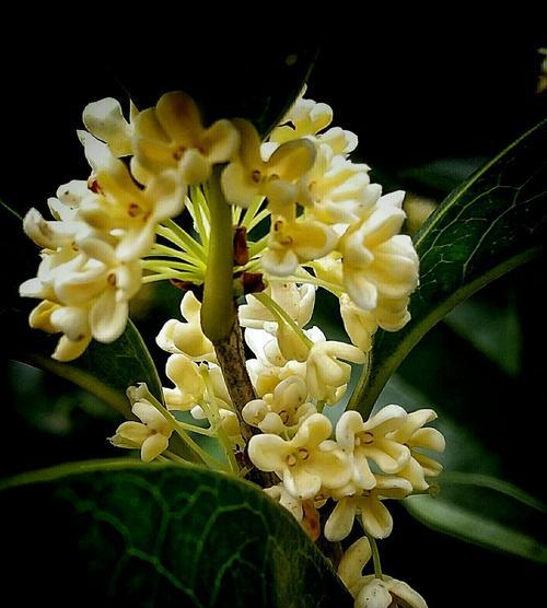 金秋时节，赏遍桂花香（盛放于九月，让人陶醉的桂花香气）
