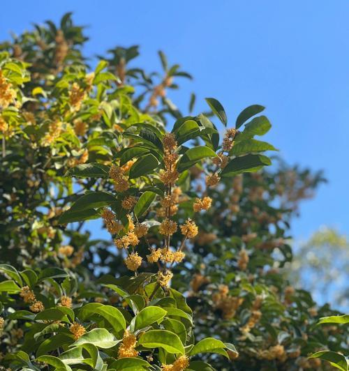 金秋时节，赏遍桂花香（盛放于九月，让人陶醉的桂花香气）