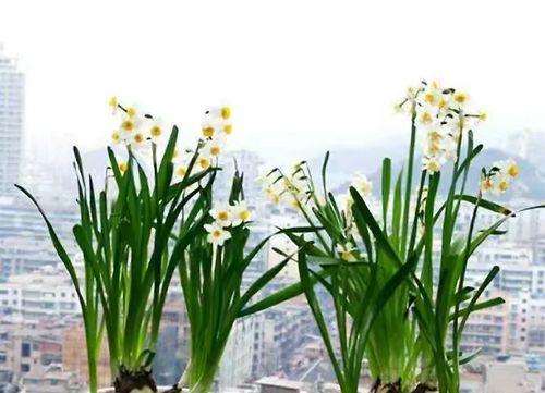 解密仙子花的传说——《凌波仙子》（仙子花之美，仙女之恋——仙子花的神话传说）