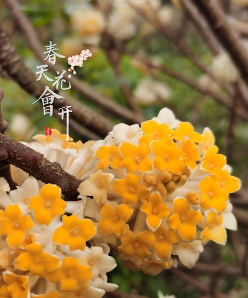 结香花的寓意和风水（探究结香花的文化意义与应用）