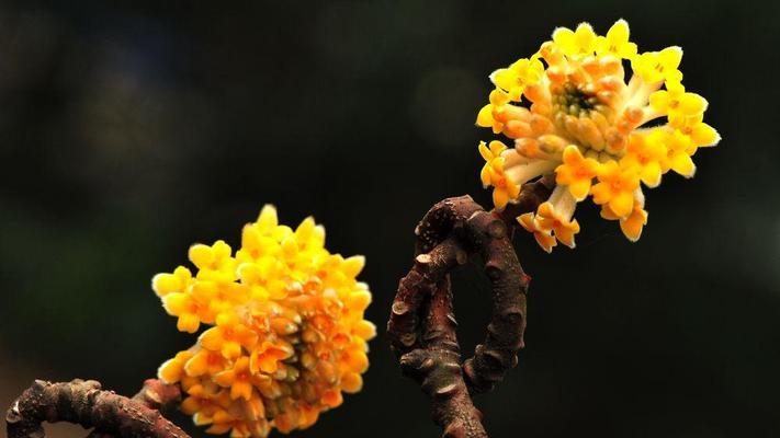 结香花的寓意和风水（探究结香花的文化意义与应用）