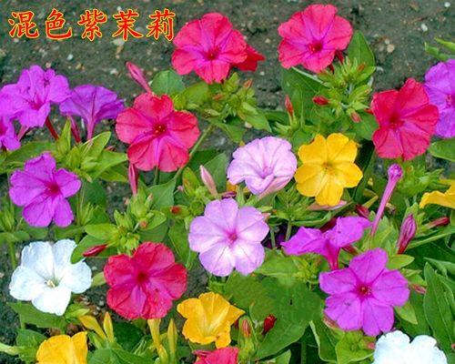 春季花草种植指南（春天适合种什么花草，打造美丽园林）