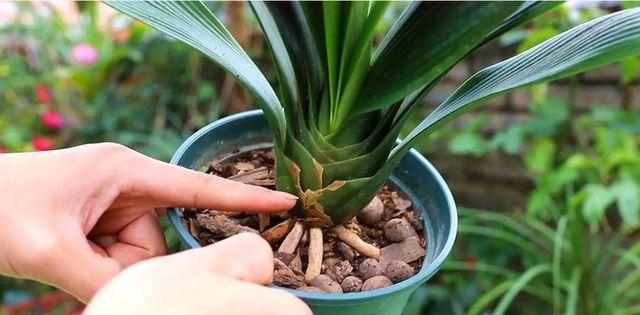 探究木兰花烂根的原因及防治方法（分析土壤、水源、养护等方面的影响因素，提供实用性防治方法）