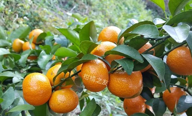 秋季柑橘施肥技术（科学施肥，增产增收）