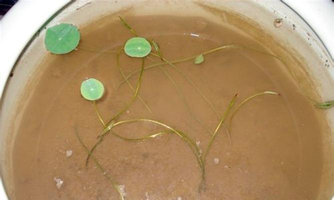 碗莲水培的步骤与技巧（学习碗莲水培，让你的水培植物更加茁壮成长）