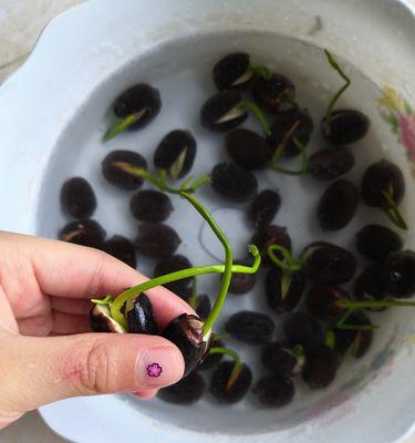 碗莲水培的步骤与技巧（学习碗莲水培，让你的水培植物更加茁壮成长）