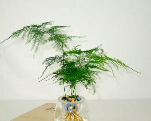 文竹养殖与修剪指南（打造绿色生态，助力室内装饰）
